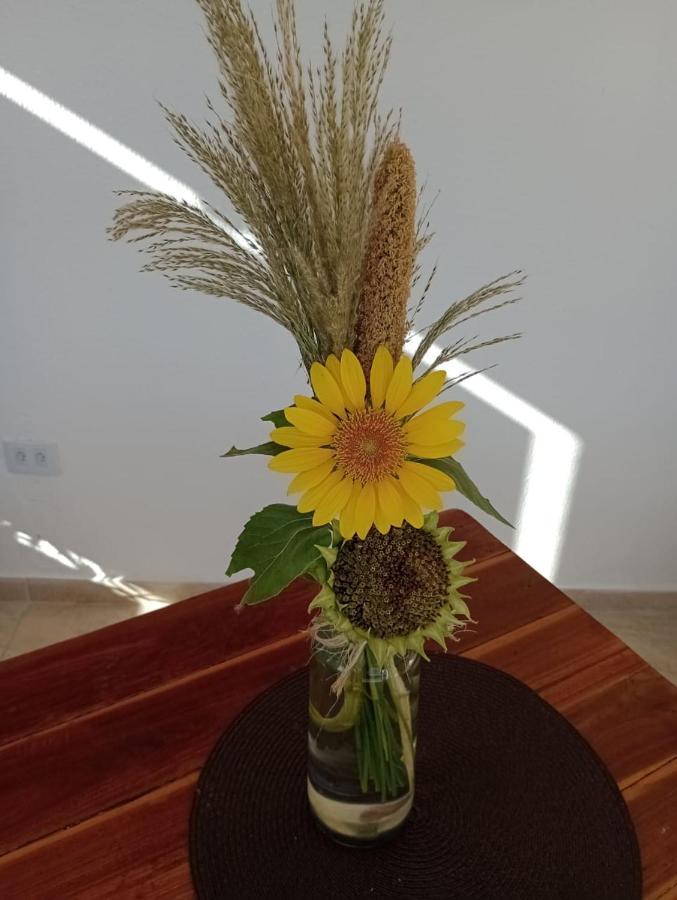 Chales Recanto Das Flores Rn 蒙蒂达斯加梅莱拉斯 外观 照片